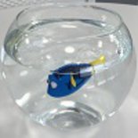 Test Robo Fish Dory