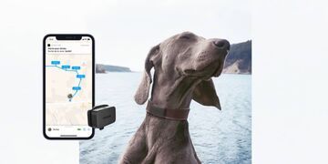 Análisis Invoxia Pet Tracker