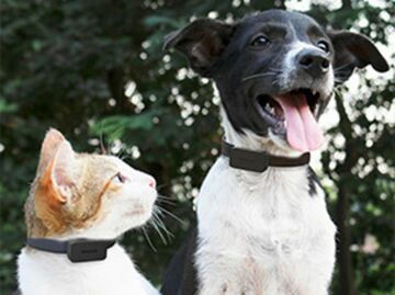 Invoxia Pet Tracker test par CNET France Invoxia Pet Tracker test par CNET France
