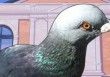 Hatoful Boyfriend test par GameHope