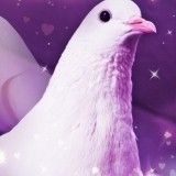 Hatoful Boyfriend test par PlayFrance