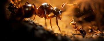 Empire of the Ants testé par TheSixthAxis Empire of the Ants testé par TheSixthAxis