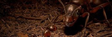 Empire of the Ants testé par Games.ch Empire of the Ants testé par Games.ch