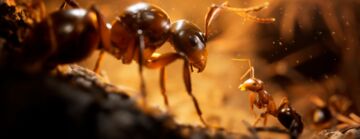 Empire of the Ants testé par ZTGD Empire of the Ants testé par ZTGD