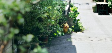 Tests Pokemon Go