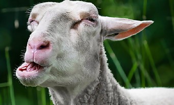 Goat Simulator im Test: 10 Bewertungen, erfahrungen, Pro und Contra
