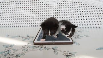 Apple iPad Air test par ExpertReviews Apple iPad Air test par ExpertReviews