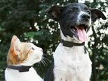 Test Invoxia Pet Tracker