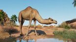 Planet Zoo Arid Animal Pack Review