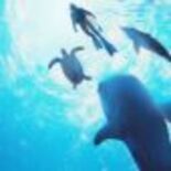 Test Endless Ocean Luminous