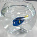 Robo Fish Dory Review