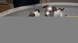 Test Sony Aibo